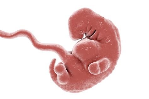 feto de 5 semanas abortado